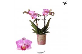 Phalaenopsis multiflora paars 2 tak luxembourg kolibri orchids
