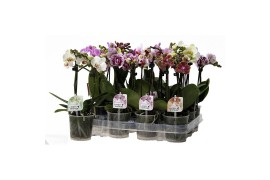 Phalaenopsis multiflora 2 tak mix + etiket kolibri orchids