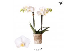 Phalaenopsis multiflora wit 2 tak sweden kolibri orchids