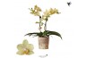 Phalaenopsis multiflora geel 2 tak livorne kolibri orchids