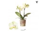 Phalaenopsis multiflora geel 2 tak mexico kolibri orchids