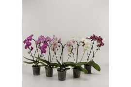 Phalaenopsis 2 tak Hearts gemengd