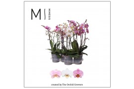 Phalaenopsis mix marvellous mix 50+ flowers mimesis