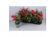 Pelargonium peltatum royal red dubbel rood 