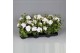 Pelargonium peltatum lilac white dubbel wit 