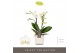 Phalaenopsis multiflora wit Optifriend Sandra 2spike in White Lazio 