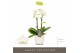 Phalaenopsis multiflora wit Optifriend Sophie 2 spike in white Lazio 