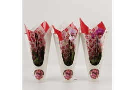 Phalaenopsis elegant cascade 1 tak Unoboga gemengd Luxury Valentines d