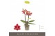 Phalaenopsis multiflora rood Optifriend red 2spike 