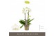Phalaenopsis multiflora wit Optifriend Sophie 2spike 