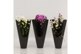Phalaenopsis cascade triboga mix 3 tak in zwarte koker
