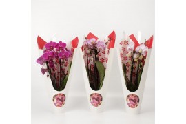 Phalaenopsis elegant cascade 3 tak Triboga gemengd Luxury Valentines d