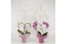 Phalaenopsis elegant cascade 2 tak Hearts gemengd deluxe