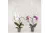 Phalaenopsis elegant cascade 2 tak Hearts gemengd luxe