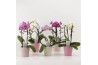 Phalaenopsis overig 2 tak Shapes mix in pastel Valentijn keramiek