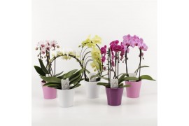 Phalaenopsis 2 tak Shapes mix in roze/wit/paars keramiek
