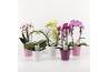 Phalaenopsis 2 tak Shapes mix in roze/wit/paars keramiek