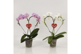 Phalaenopsis Phalaenopsis overig Hearts Valentijn gemengd met hanger