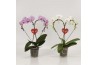 Phalaenopsis Phalaenopsis overig Hearts Valentijn gemengd met hanger