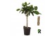 Ficus benghalensis audrey Ficus beng. Audrey bundle 5 per pot 5 pp 1 t 