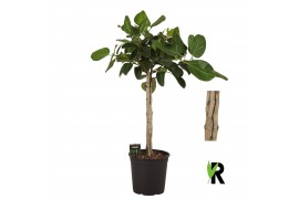 Ficus benghalensis audrey Ficus beng. Audrey bundle 5 per pot 5 pp 1 t