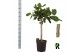 Ficus benghalensis audrey Ficus beng. Audrey bundle 5 per pot 5 pp 1 t 