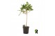 Ficus petite audrey Ficus bengh Petite Audrey op stam 1 pp 3 tak/plnt 