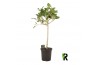 Ficus petite audrey Ficus bengh Petite Audrey op stam 1 pp 3 tak/plnt