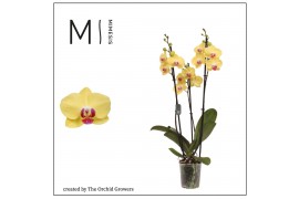 Phalaenopsis floriclone miraflore 3 tak mimesis