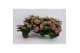 Hydrangea curly wurly roze By nature 3+ 