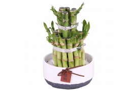 Dracaena lucky bamboo arrangement 45-20 3 soorten