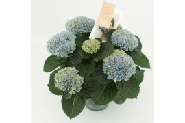 Hydrangea macr. magical revolution blue 5/6 flowers