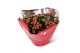 Kalanchoe perfecta red Premium hoes 