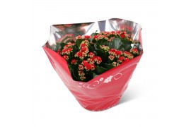 Kalanchoe perfecta red Premium hoes