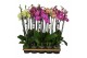 Phalaenopsis mix oro 8 kleuren 3 tak 