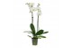 Phalaenopsis anthura nottingham 2 tak surtido 