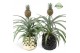Ananas mi amigo Royal Crown Keramiek 