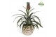 Ananas mi amigo Royal Crown Keramiek 