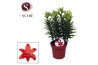 Lilium aziatische matrix red 5pp