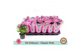 Chrysanthemum giro time Classic pink