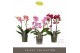 Phalaenopsis mix multiflora Optimost Colour Mix 2 spike 