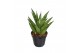 Sansevieria trifasciata pineapple 