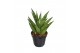 Sansevieria trifasciata Pineapple 