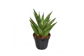 Sansevieria trifasciata pineapple