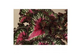 Begonia blad rex purple blush beleaf must have