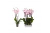 Phalaenopsis rosion 3 tak