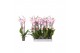 Phalaenopsis rosion 3 tak 