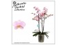 Phalaenopsis marvellous light pink 3 tak vertakt midi mimesis