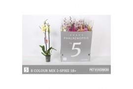 Phalaenopsis mix 2 tak 18+