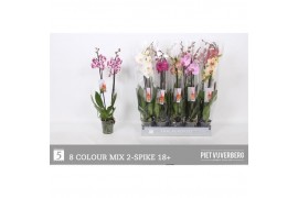 Phalaenopsis mix 2 tak 18+